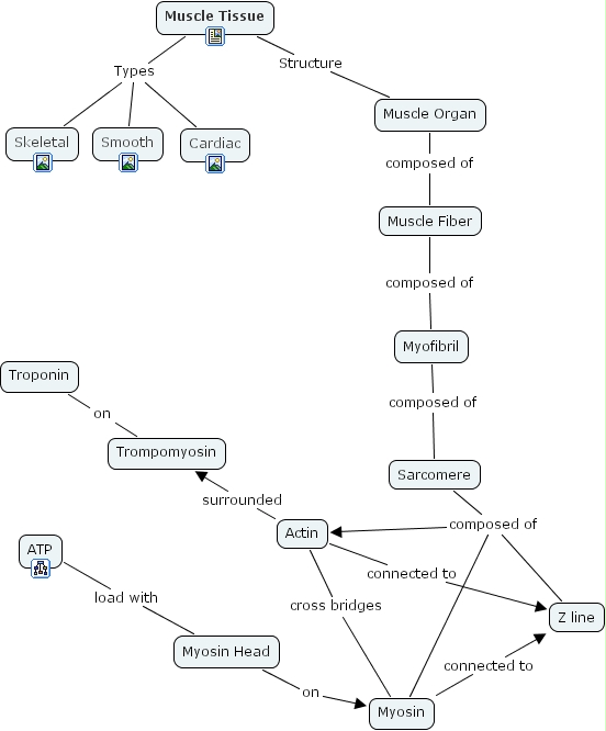IHMC CmapTools - Concept Map :: Muscle Tissue